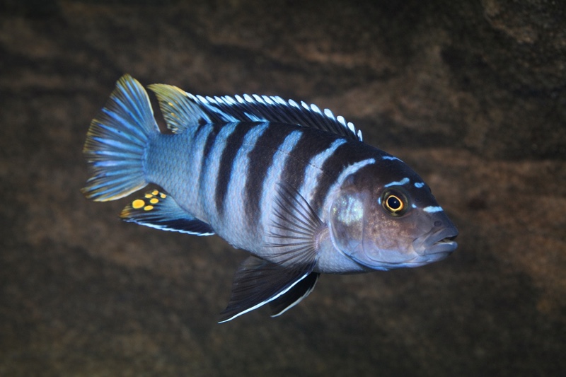 Maylandia zebra 'Luwala Reef'